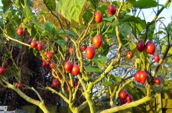 Vrugte aan die tamarillo-boom