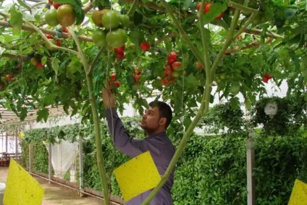 En man under ett tomatträd