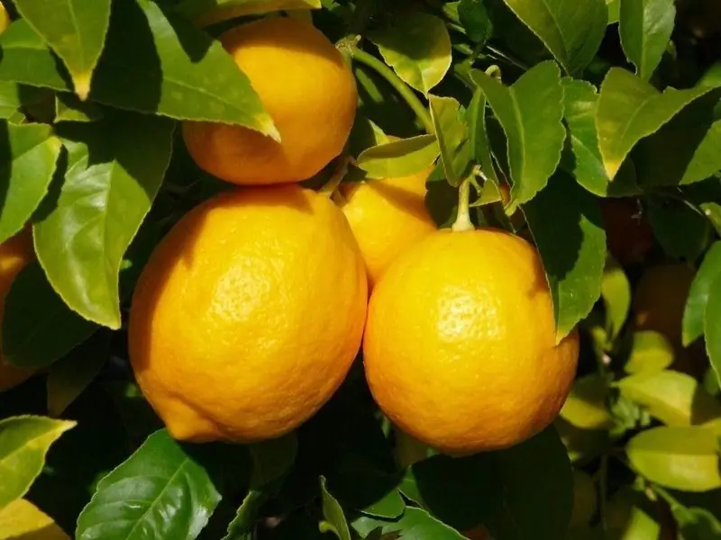 Bir Limon Nerede Ve Nasıl Büyür, Bir Bitki Evde De Dahil Olmak üzere Nasıl çiçek Açar, Bir Yaprak Neye Benzer?