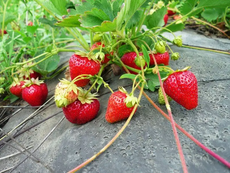 Vad Man Ska Plantera Efter Jordgubbar Nästa år Och Vad Man Inte Ska Göra