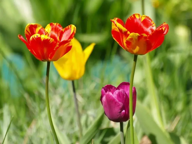 Er Det Muligt At Plante Tulipaner Om Foråret: Hvornår Er Det Rigtigt At Gøre Det, I Hvilken Måned