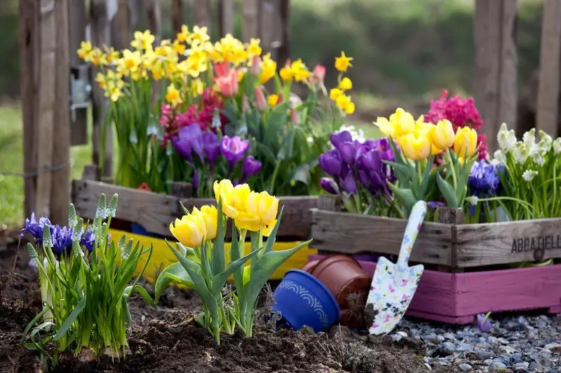 Plantar Tulipas Na Primavera: Quando E Como Plantar Corretamente Em Terreno Aberto E Em Vasos