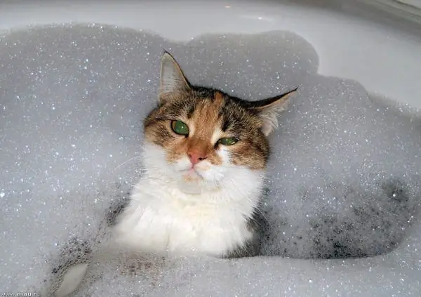 The cat in the bubble bath