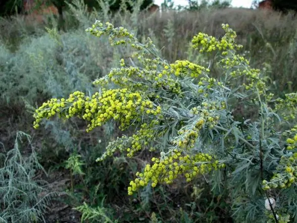 Blooming wormwood