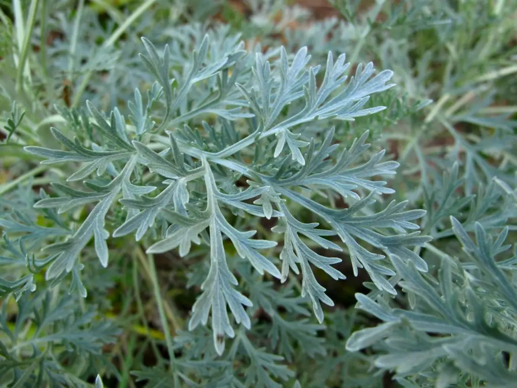 Wormwood From Fleas In The Apartment, Preparation Method, How To Treat Dogs And Cats, Etc