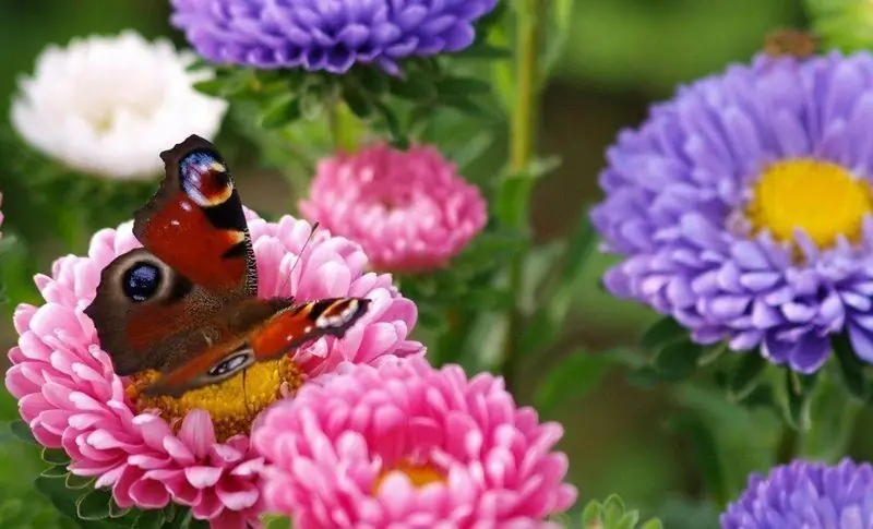 Bilakah Menanam Aster Untuk Anak Benih Pada Tahun 2019: Tarikh Umum Dan Kalendar Lunar