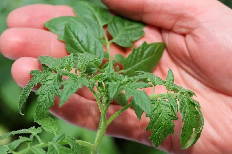 Cuándo Plantar Tomates Para Plántulas En 2019: Fechas Generales Y Calendario Lunar