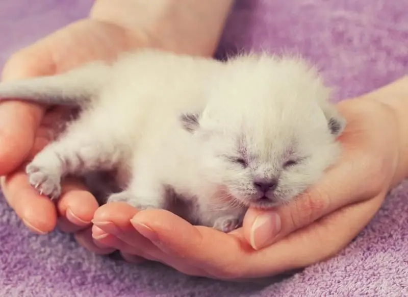 Hoe Je Thuis Een Kat Baart: Hoe Bevallen Als Hij Voor De Eerste Keer Bevalt, Wat Te Doen En Hoe Het Dier Te Helpen