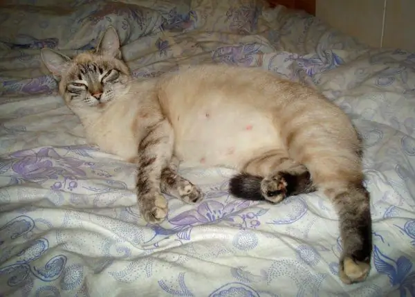 A pregnant cat lies on the bed