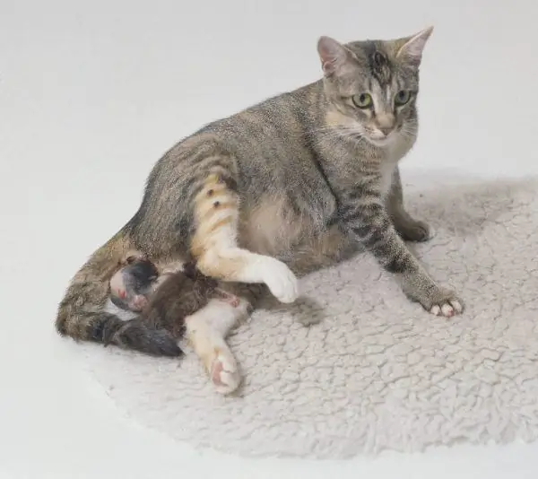 Un chat donne naissance à un chaton