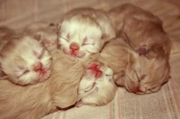 Chatons après la naissance