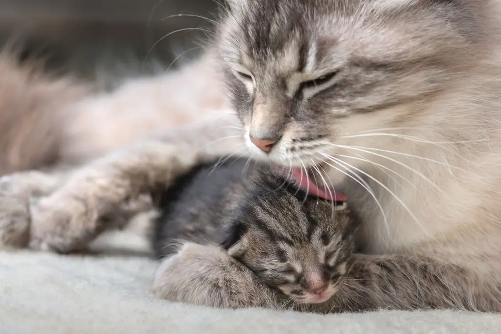 Bevalling Bij Een Kat: Hoe Te Begrijpen Dat Ze Is Begonnen Met Bevallen, Wat Zijn De Tekenen Van Het Einde Van Het Proces En Hoe Lang Duurt De Geboorte Van Kittens, Video