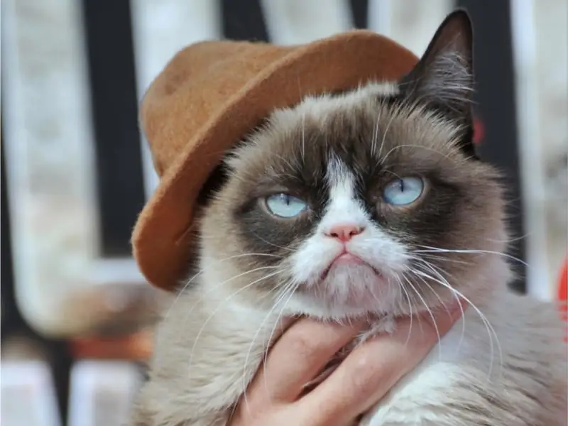 Grumpy Cat: Důvody Neobvyklého Vzhledu Smutné Kočky A Historie Popularity "nevrlé Kočky", Foto