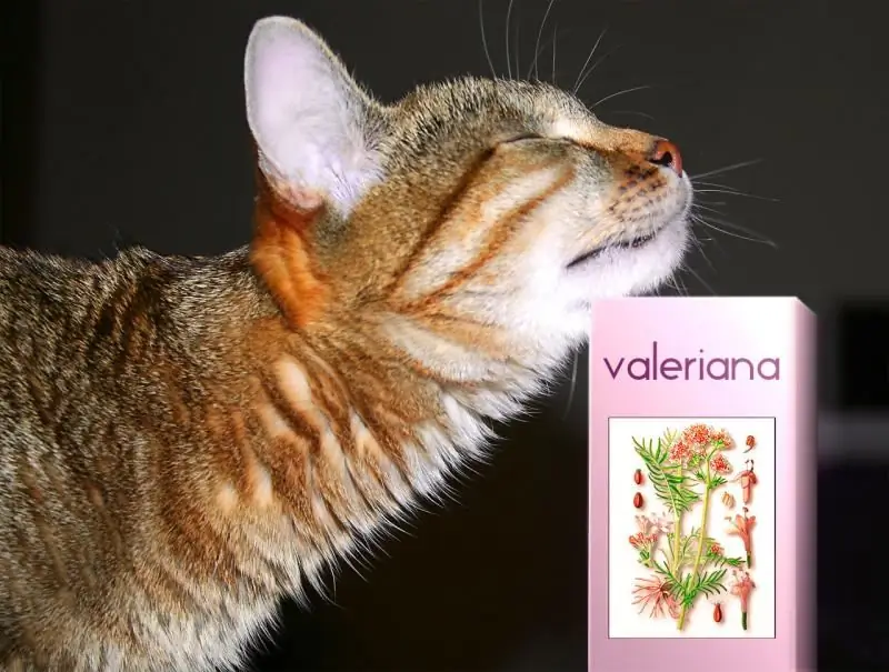 Per Què Els Gats I Els Gats Estimen La Valeriana: Com Afecta Els Animals Adults, és Possible Donar Un Gatet, és Segur