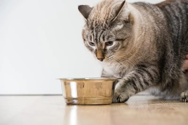 Mangkuk Untuk Kucing: Fitur Memilih Tempat Makan Dan Tempat Yang Tepat Untuk Lokasinya