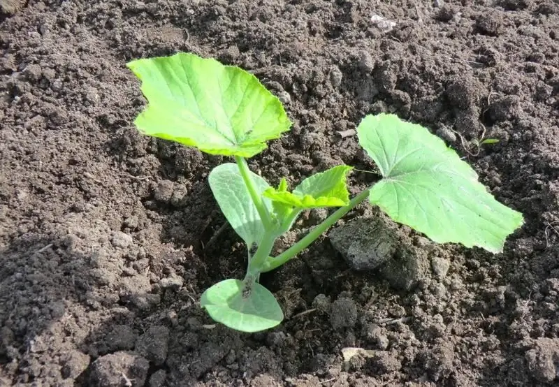 Hvornår Skal Man Plante Græskar Til Kimplanter I 2019: Generelle Datoer Og Månekalender