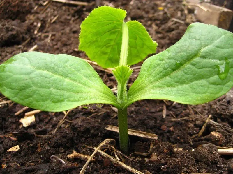 Wanneer Moet U Courgette Voor Zaailingen Planten In 2019: Algemene Datums En Maankalender