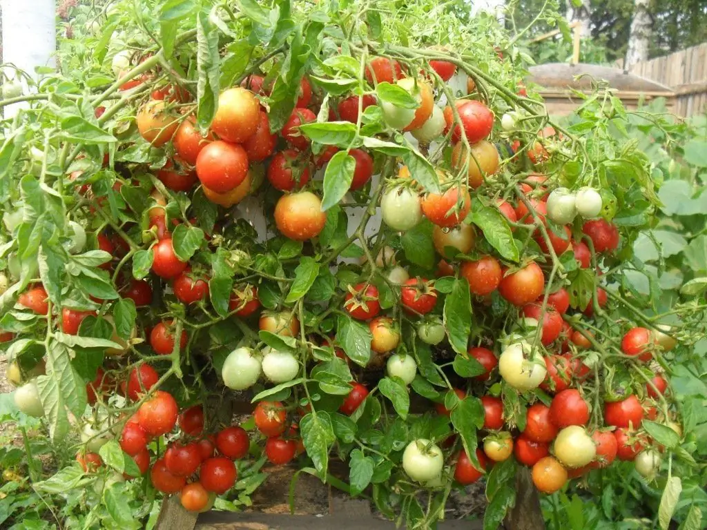 How To Pinch Tomatoes Correctly In A Greenhouse And Open Ground (video, Photo, Diagram), Which Varieties Do Not Require Pinning