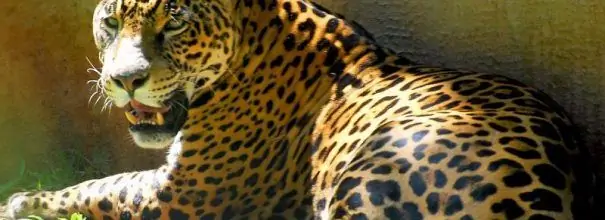 Jaguar