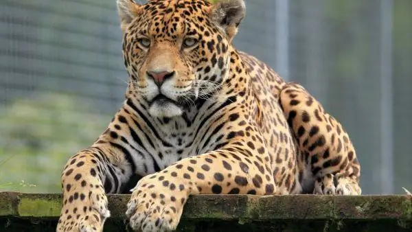 Jaguar im Zoo