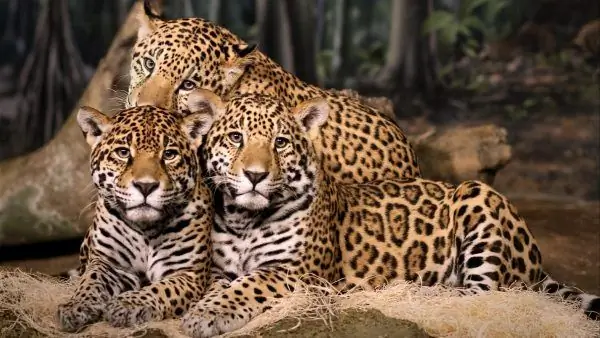 Jaguar Familie