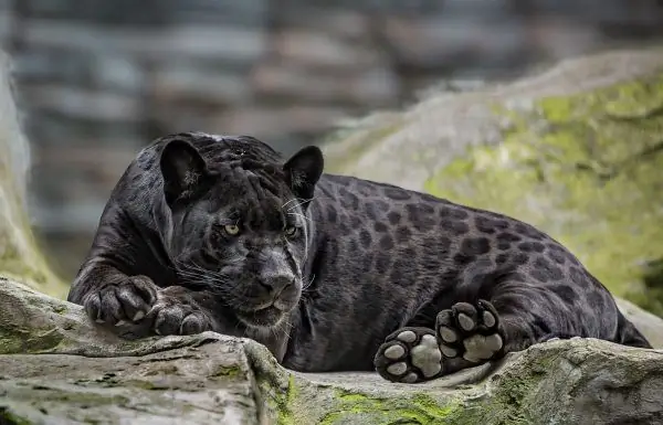 Jaguar negre