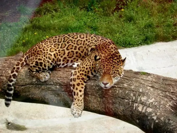 Jaguar puulla