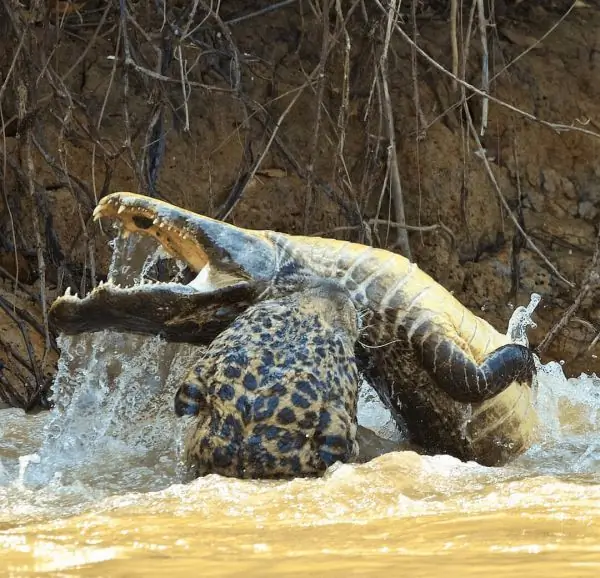 Caça de caiman