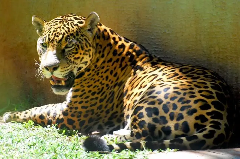 Jaguar: Deskripsi Penampilan Kucing Liar, Karakter, Habitat Dan Gaya Hidup, Foto