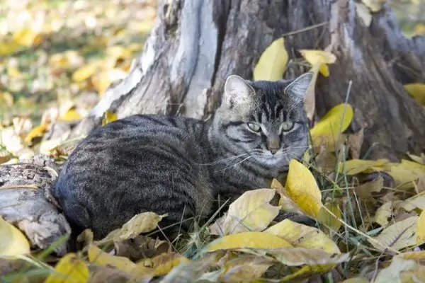 Manx no jardim