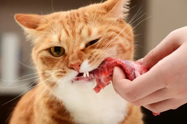 Katze isst Fleisch