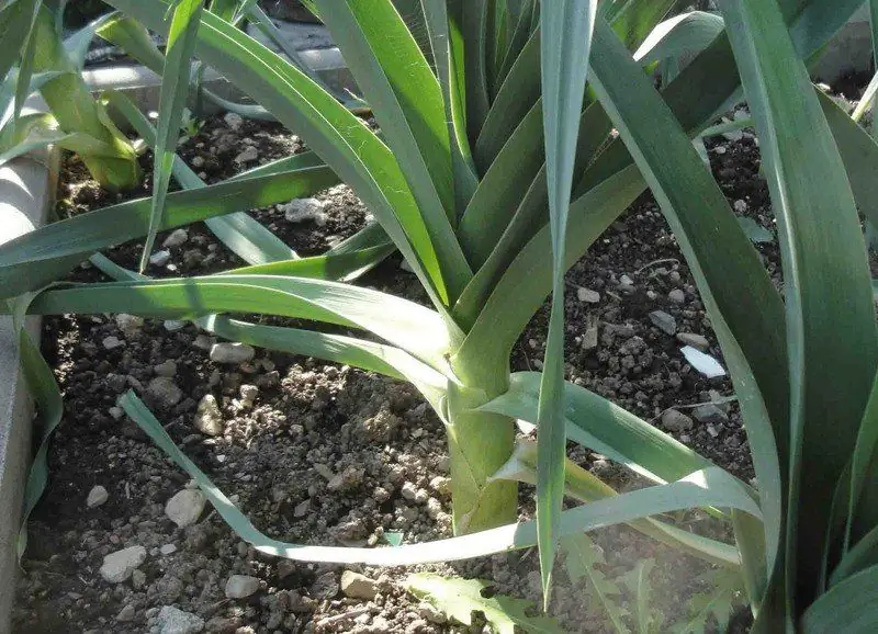 Wanneer Prei Voor Zaailingen Planten In 2019: Algemene Datums En Maankalender