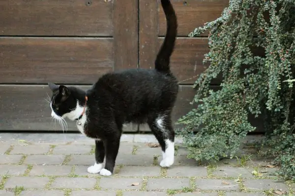 Die Katze markiert das Gebiet