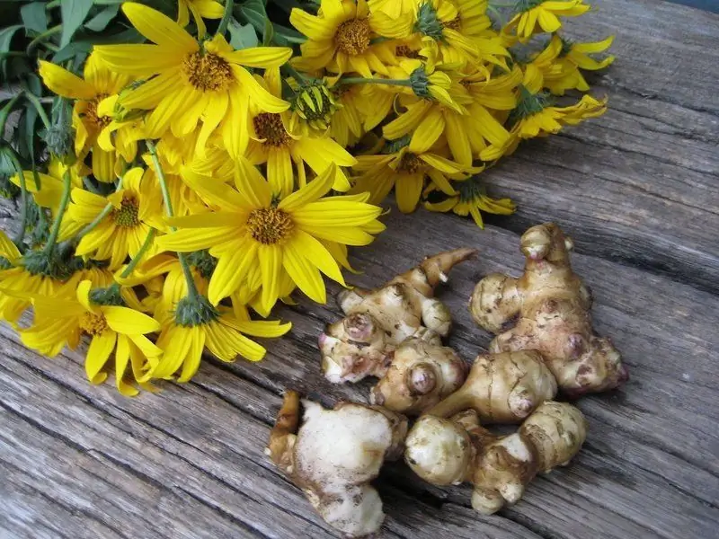 Jerusalem Artichoke: Manfaat Dan Bahaya Bagi Tubuh, Termasuk Sirup, Untuk Diabetes, Ulasan