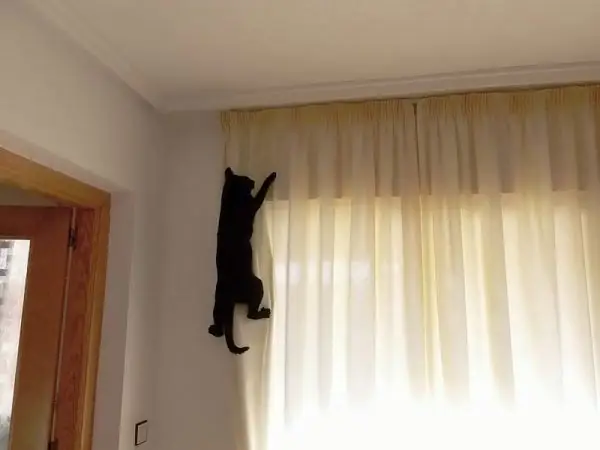 El gato sube las cortinas