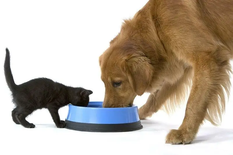 Posible Bang Bigyan Ang Isang Pusa Ng Pagkain Ng Aso: Bakit Imposibleng Pakainin Ito, Kung Paano Magkakaiba Ang Komposisyon, Pinsala At Benepisyo, Ang Opinyon Ng Mga Beterinaryo