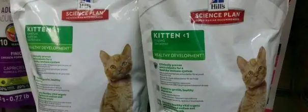 Makanan kering apa yang bisa diberikan kepada anak kucing