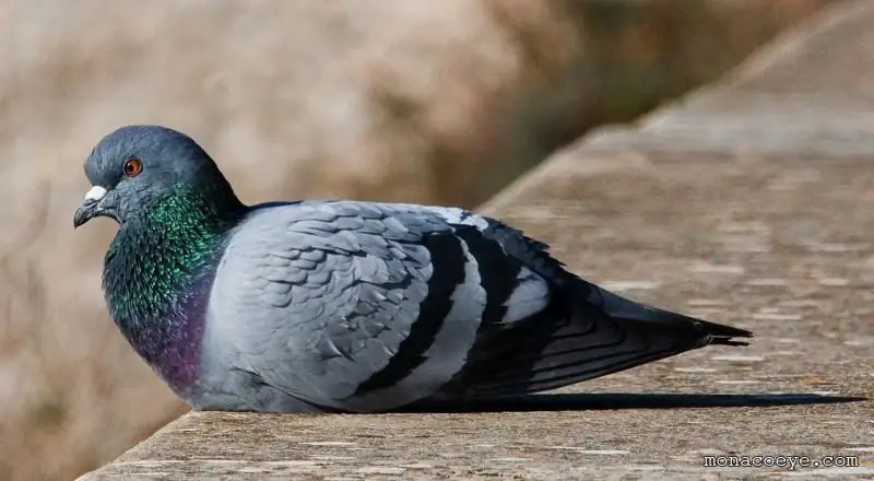 Balkonda, Evin Damında, çardaqda, Pəncərələrdə Və Digər Yerlərdə Göyərçinlərdən Necə Qurtulmaq Olar