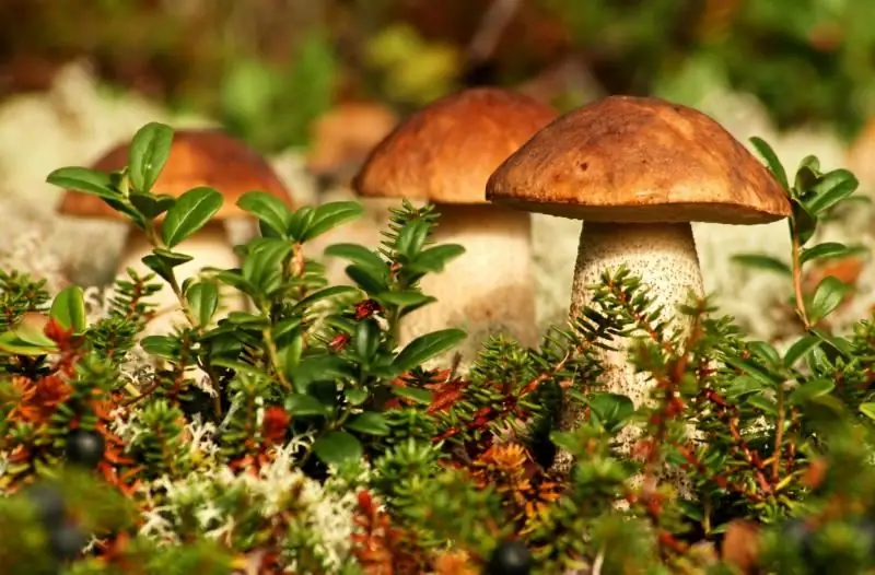 So Reinigen Sie Pilze: Rothaarige, Steinpilze, Russula, Steinpilze, Pilze, Pfifferlinge, Austernpilze Und Andere