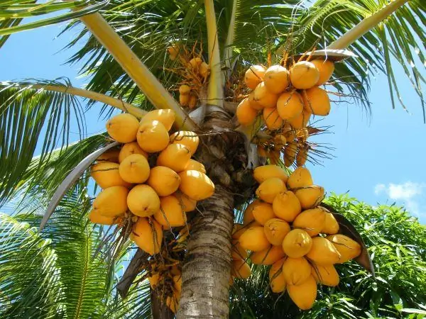 Fruta de papaya en árbol