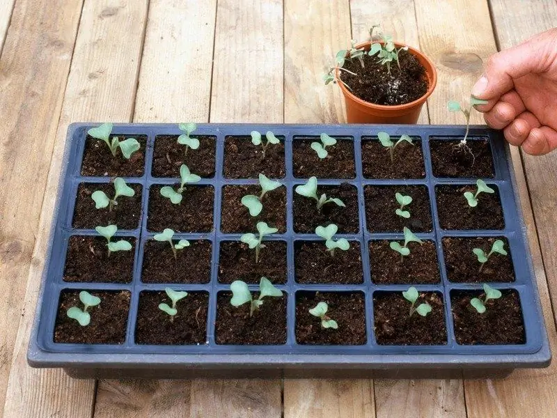 Quand Planter Du Brocoli Pour Les Semis: Calendrier Lunaire Pour 2019, Conditions Générales Et Nuances Pour Les Régions