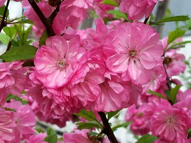 Prydnadsbuskar Blommar På Våren: En översikt Med Namn Och Foton