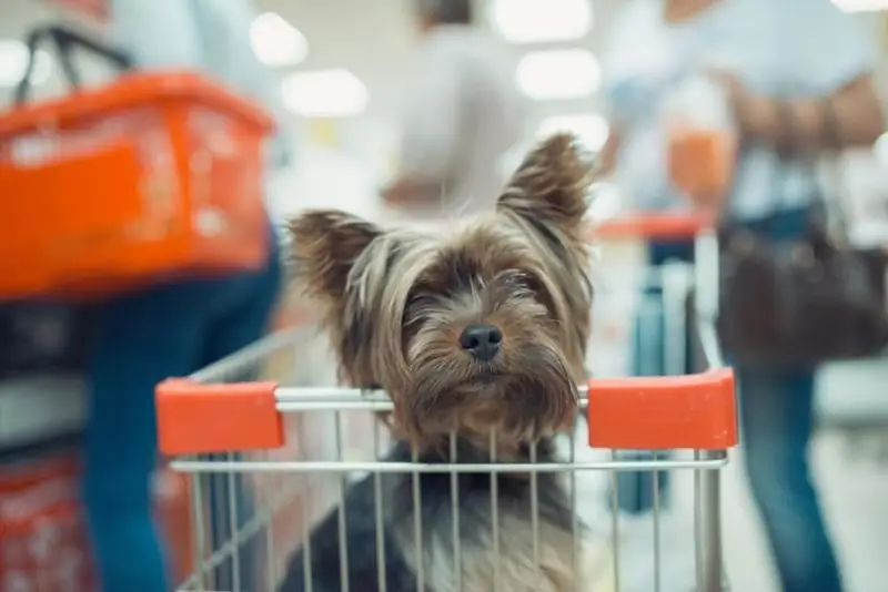 Är Det Möjligt Att Komma In I Butiken Med En Hund Eller Inte