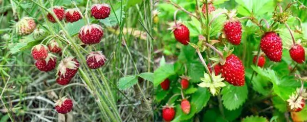 Wildbeeren