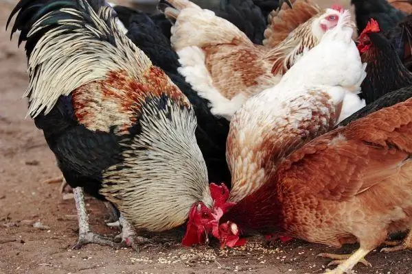 Domestic chicken laying hen