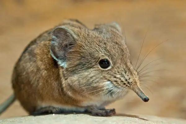 Shrew