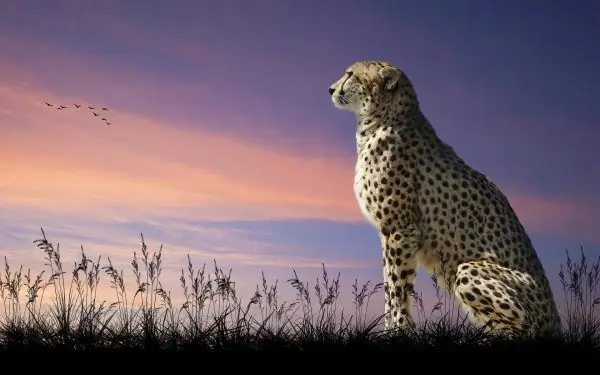 leopardo