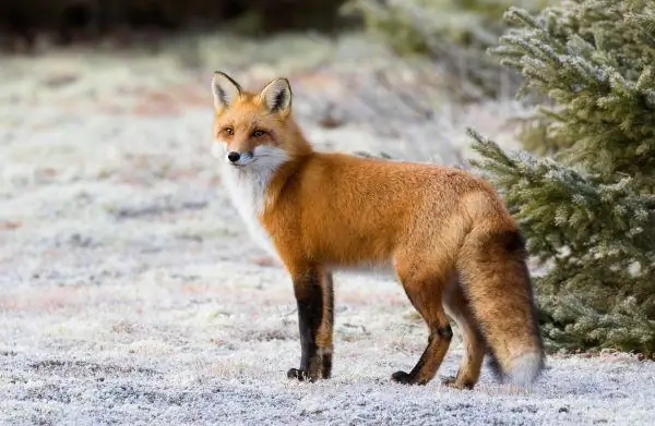 Fox