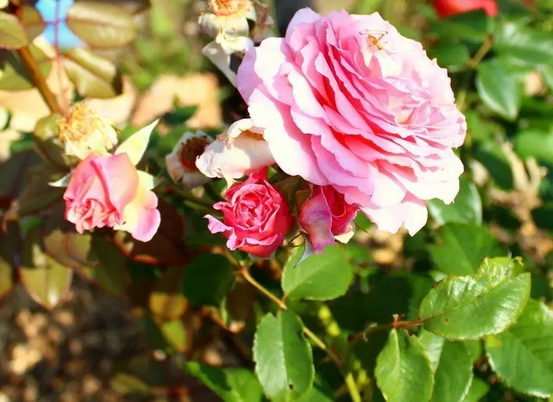 Planter Roser Om Våren: Når Og Hvordan Du Planter Blomster