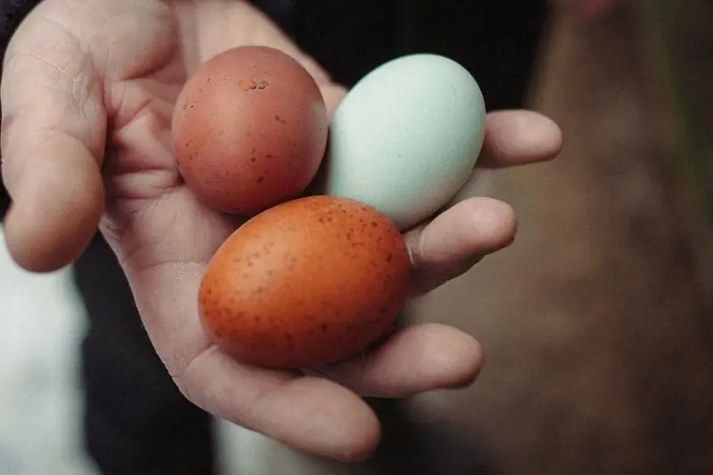 É Possível Comer Ovos Todos Os Dias E Qual é A Ameaça?